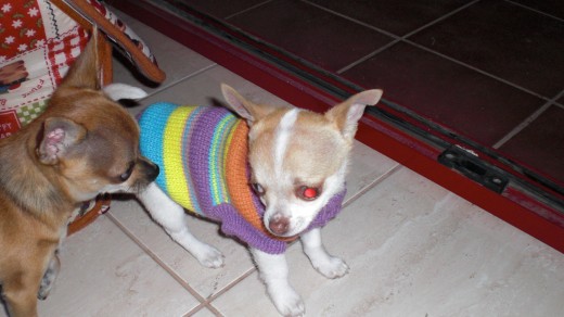 Estas son Lola y su amiga Pami, otra chihuahua